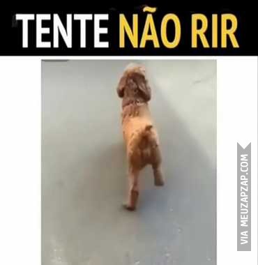 VIDEOS ENGRAÇADOS DE ANIMAIS - TENTE NÃO RIR (COMPLETO COMPILADO 2 )