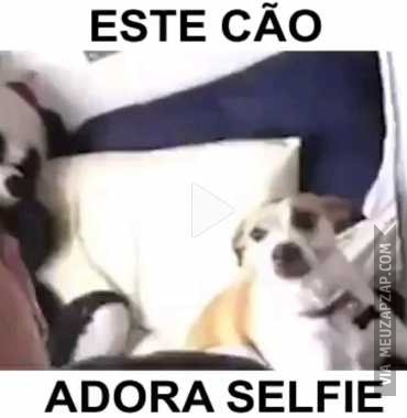 Adora uma selfie - Vídeo Animais para Redes Sociais