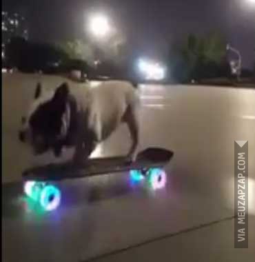 Cachorro skatista - Vídeo Animais para Redes Sociais