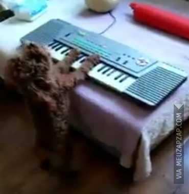 Cão cantor  - Vídeo Animais para Redes Sociais