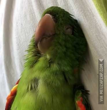 Papagaio dorminhoco - Vídeo Animais para Redes Sociais