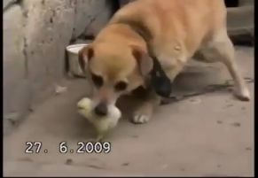 Cachorro e o pintinho - Vídeo Animais para Redes Sociais