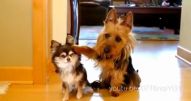 Dogs - Vídeo Animais para Redes Sociais