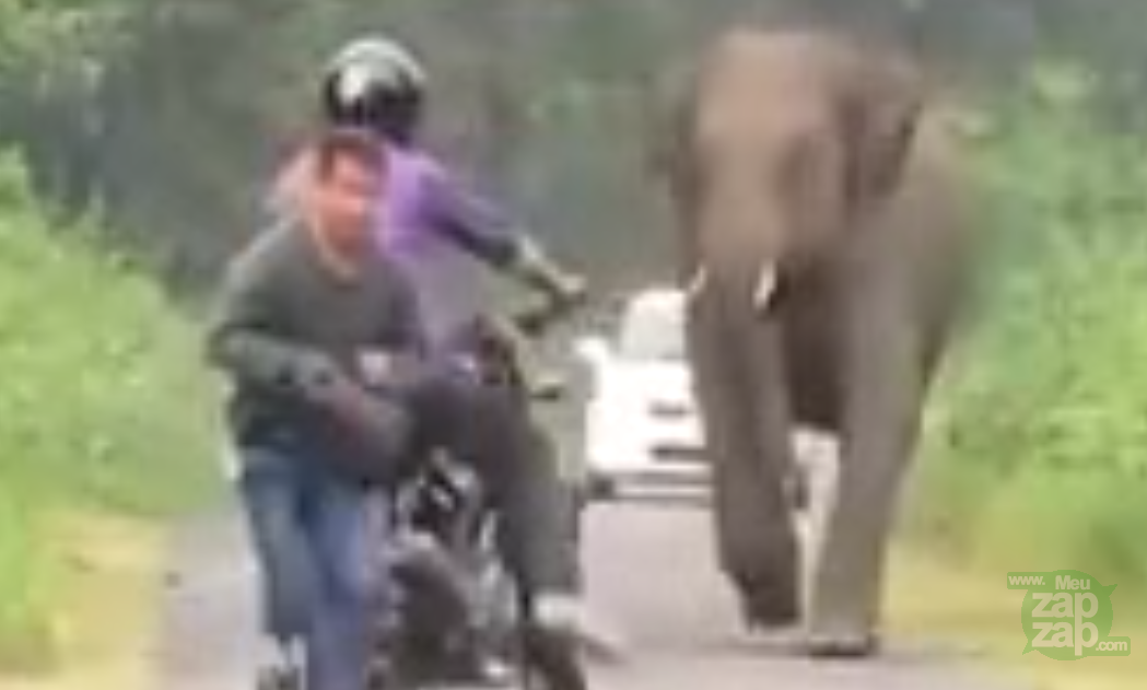 Elefante descontrolado - Vídeo  Engraçados para Redes Sociais